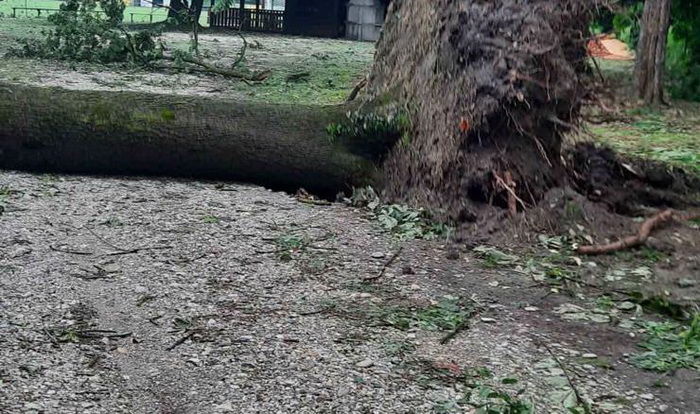 Snažno nevrijeme zahvatilo Hrvatsku, vjetar rušio stabla