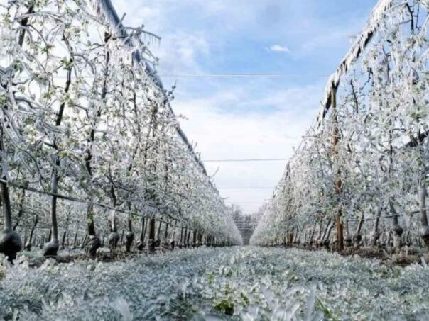 Snijeg u Brčkom nije značajno oštetio voćnjake, nema opasnosti