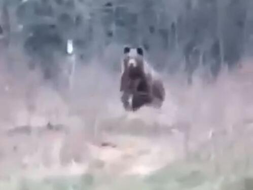 Snimak medvjeda i čovjeka iz BiH nasmijao region