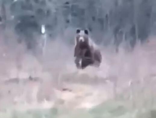 Snimak medvjeda i čovjeka iz BiH nasmijao region