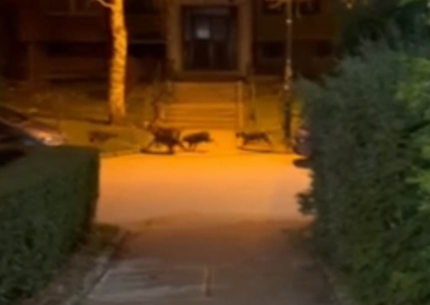 Snimak sa Dobrinje: Sve više lutalica na ulicama Sarajeva