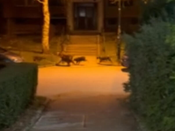 Snimak sa Dobrinje: Sve više lutalica na ulicama Sarajeva