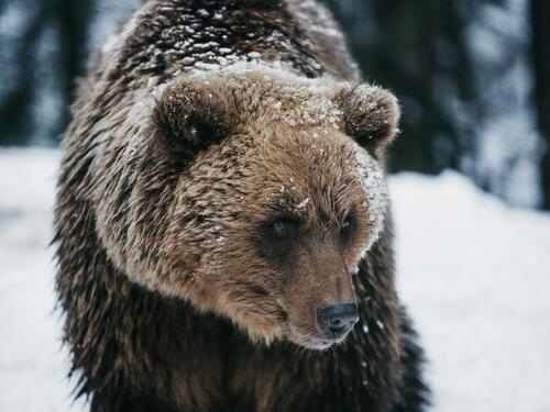 Snimljen medvjed kako trči oko kuća na Vlašiću
