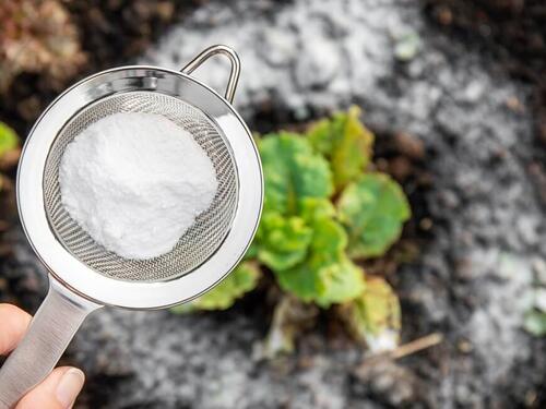 Soda bikarbona u vrtu: Recept za zdrav rast cvijeća