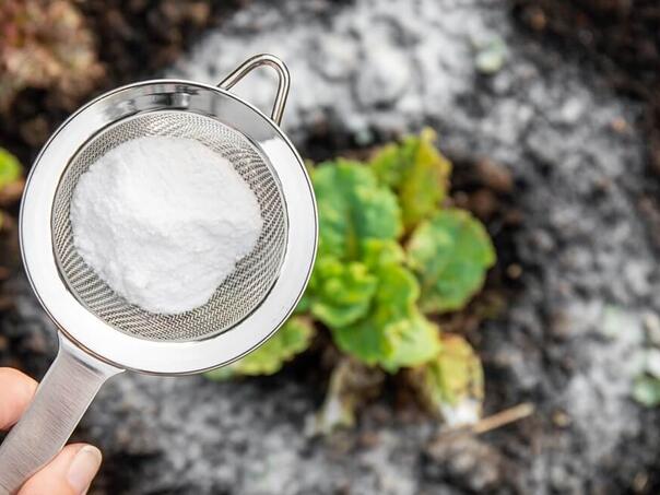 Soda bikarbona u vrtu: Recept za zdrav rast cvijeća