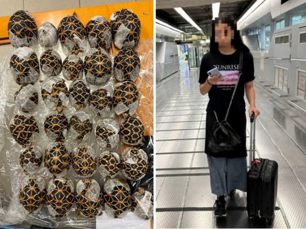 Šok na aerodromu u Bangkoku: Tinejdžerka sakrila 30 kornjača ispod odjeće