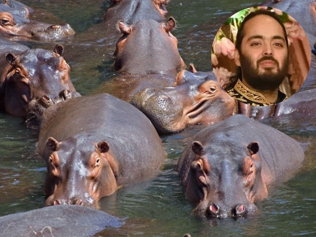 Šok ponuda u Kolumbiji: Indijski tajkun spašava Escobarove nilske konje