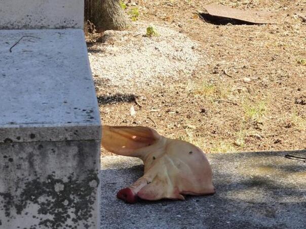 Šokantan prizor u Mostaru: Neko ostavio svinjsku glavu u Liska haremu