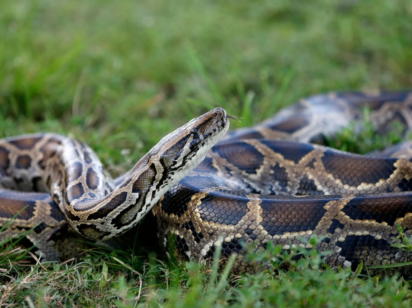 Šokantan snimak: Smrtonosni pitoni dugi 5 metara plivaju ulicama Balija