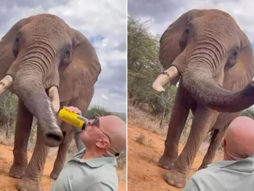 Španac "počastio" slona pivom i izazvao bijes u Keniji