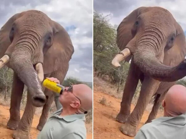 Španac "počastio" slona pivom i izazvao bijes u Keniji