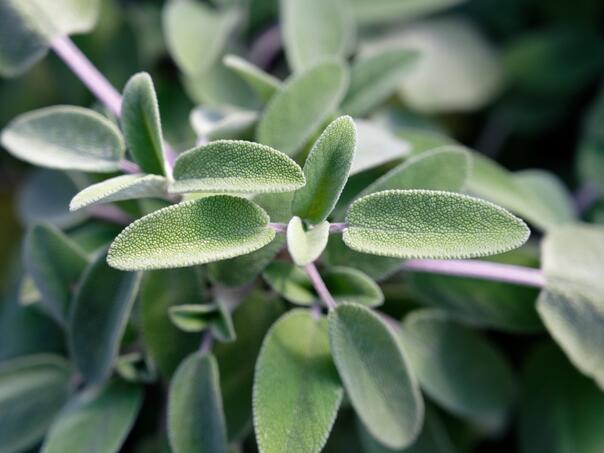 Spas za vaše desni: Pripremite moćnu tinkturu od kadulje kod kuće