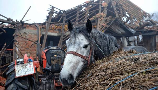 Spasio voljenog konja iz ruševina