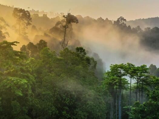 Spasioci tragaju za helikopterom koji je nestao na indonezijskom otoku Borneo