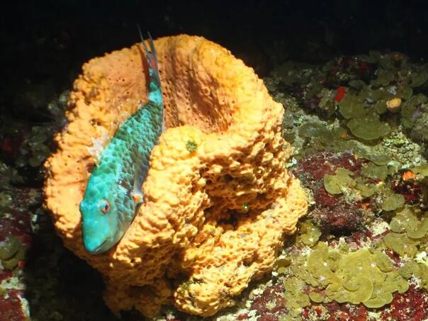 Spektakularne fotografije otkrivaju jedinstvena morska stvorenja i korale