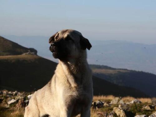 Srbija: Neustrašivi pas spasio stado ovaca od vukova