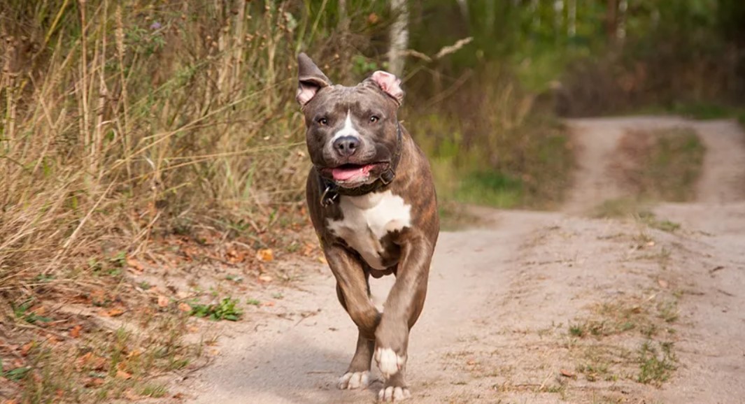 Srbija: Staford izgrizao trudnicu, pa sat kasnije napao čovjeka