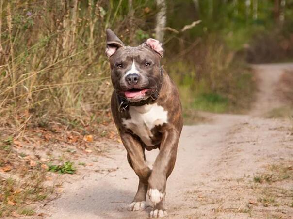 Srbija: Staford izgrizao trudnicu, pa sat kasnije napao čovjeka