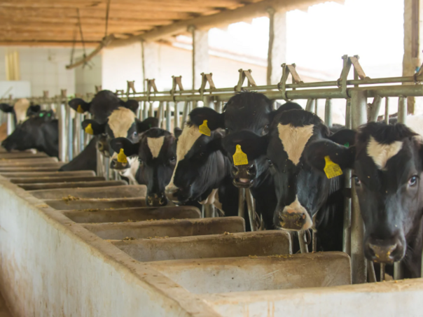 Srbija zabranila uvoz mlijeka iz BiH, uvesti recipročne mjere