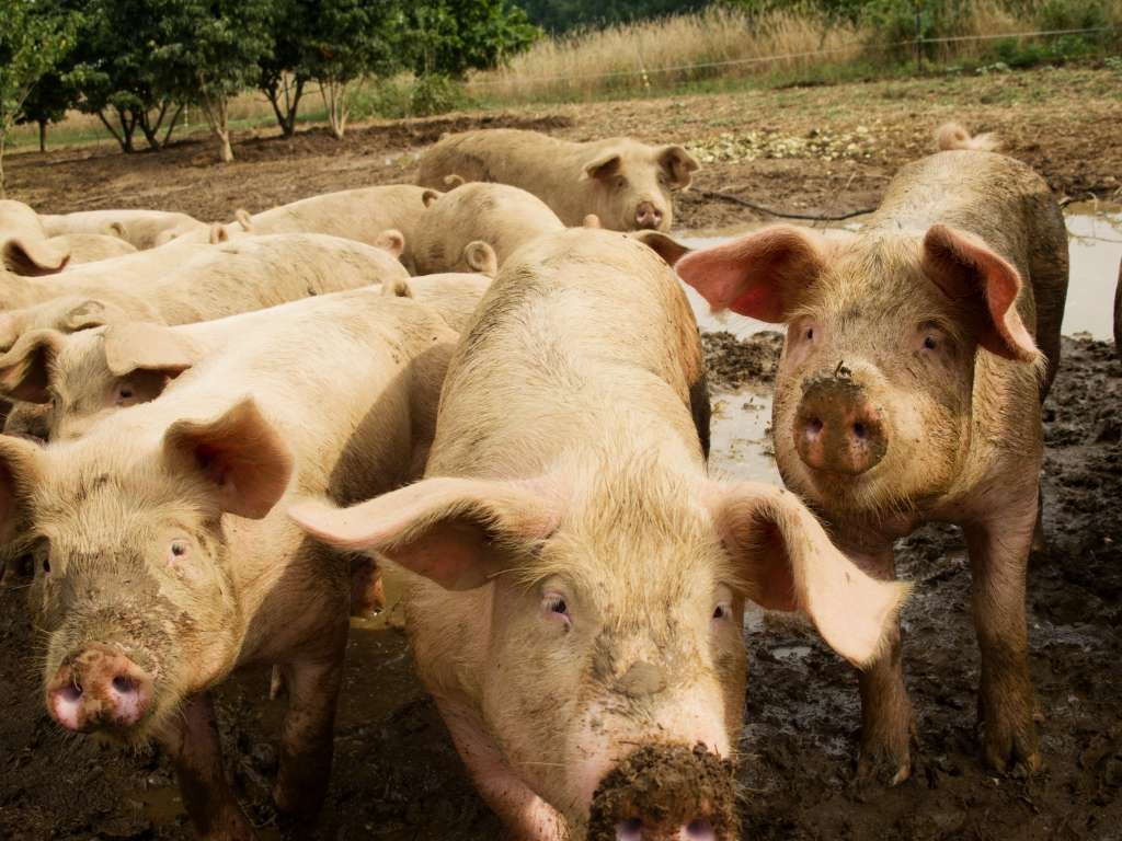 Srbija: Zbog svinjske kuge bit će uništeno više od 11.000 svinja