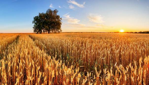 Srbija: Zbog zabrane izvoza brašna izgubljeno 17 miliona eura