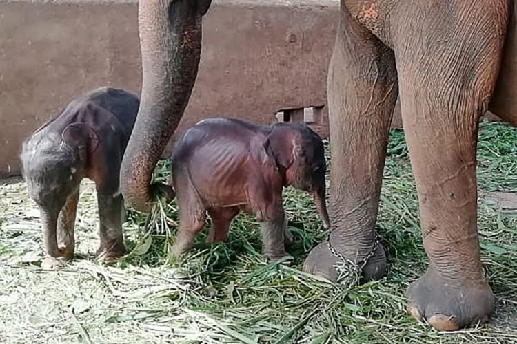 Šri Lanka: U skloništu za slonove na svijet stigli blizanci