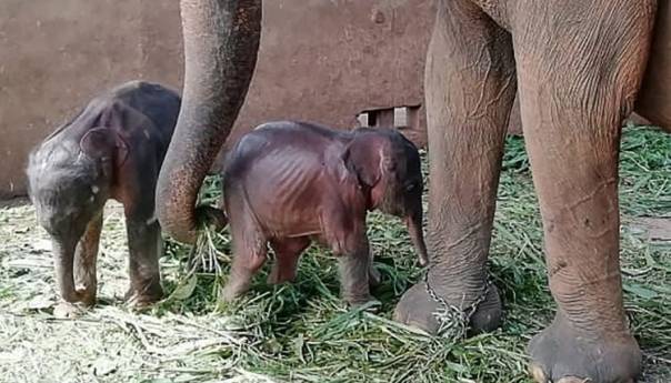 Šri Lanka: U skloništu za slonove na svijet stigli blizanci
