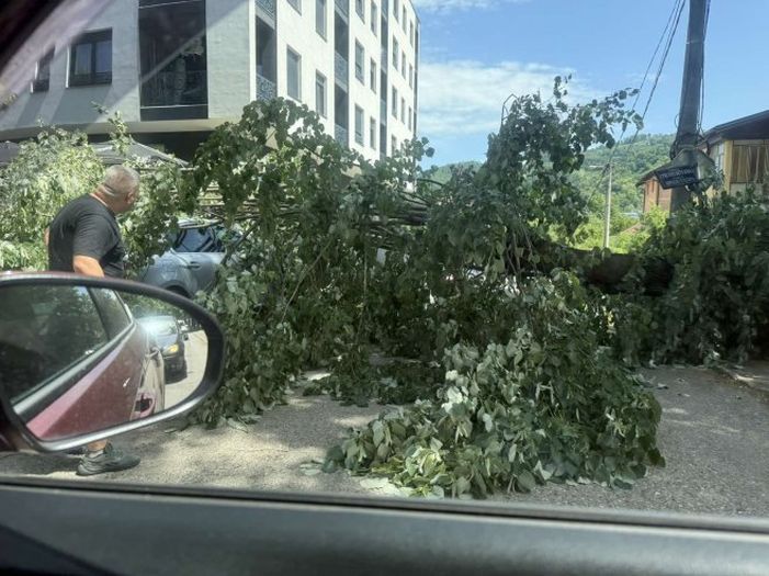 Srušilo se drvo u Banjaluci i oštetilo nekoliko vozila