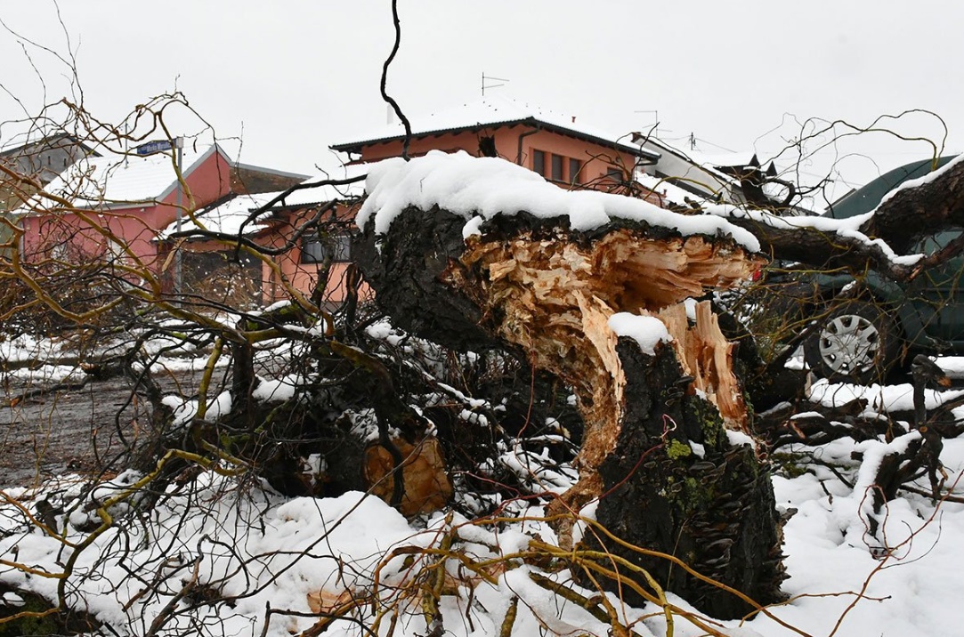 Stabla padala na vozila, građani bez struje