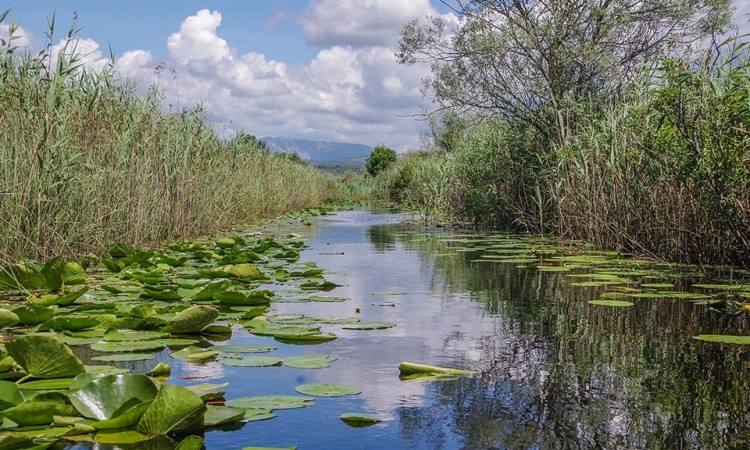 Stanje u Hutovu blatu kritično, nužna revitalizacija močvarnog ekosustava