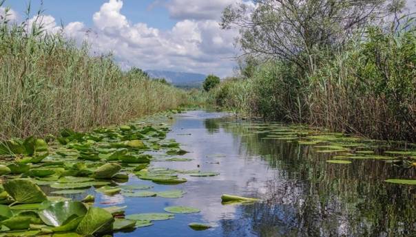 Stanje u Hutovu blatu kritično, nužna revitalizacija močvarnog ekosustava
