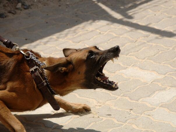Starija žena (83) kažnjena jer je vezala psa bez brnjice pred policijskom stanicom