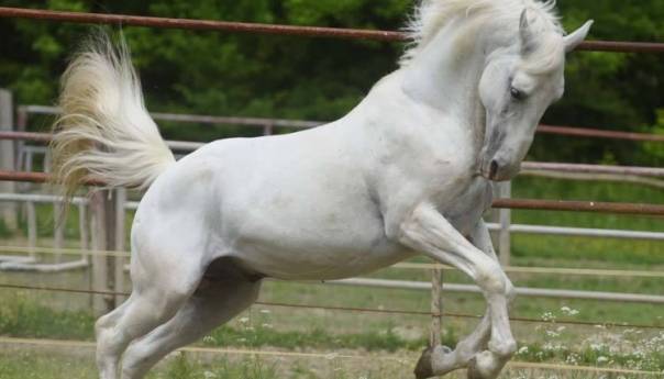 Stavljanje na listu UNESCO ergele 'Vučijak' znači zaštitu lipicanera