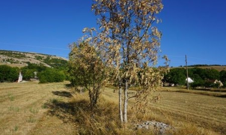 Štete na poljoprivrednim usjevima u BiH u obimu od 50 do 70 posto