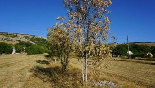 Štete na poljoprivrednim usjevima u BiH u obimu od 50 do 70 posto