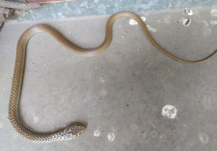 Stiže ljeto, a sa njim i sezona poskoka: Osigurane dovoljne količine protuotrova