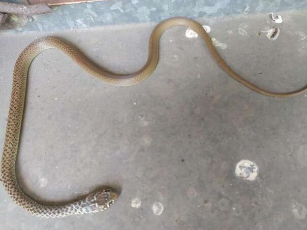 Stiže ljeto, a sa njim i sezona poskoka: Osigurane dovoljne količine protuotrova