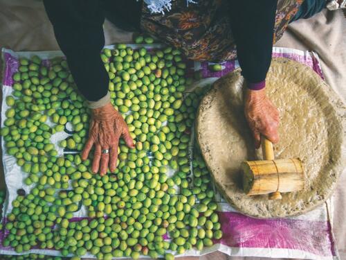 Stoljetna tradicija berbe maslina u Turskoj, putovanje od stabla do stola