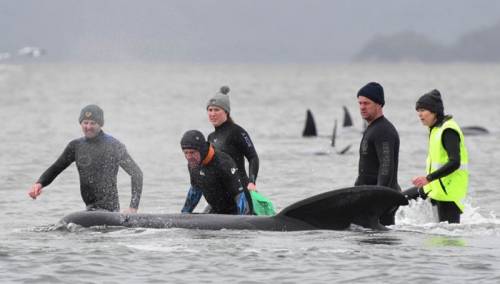Stotine kitova nasukano na pješčanom sprudu u Tasmaniji