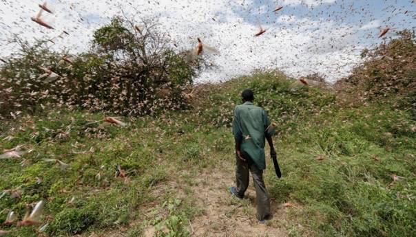 Stotine milijardi skakavaca uništava usjeve u Africi