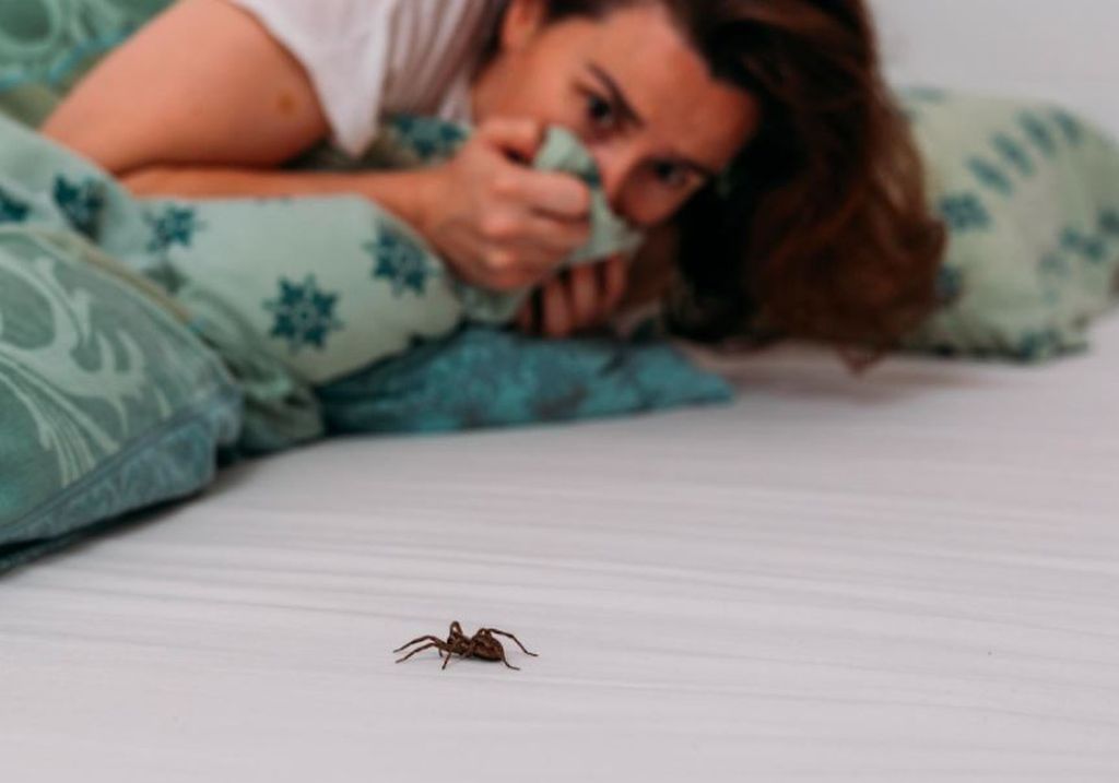Strah od paukova? Ova tri trika riješit će vas nepozvanih gostiju