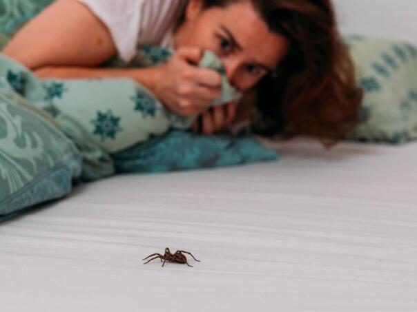 Strah od paukova? Ova tri trika riješit će vas nepozvanih gostiju