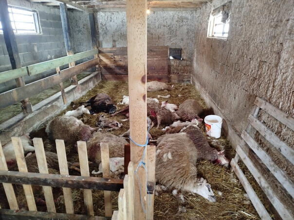 Strahovit prizor kod Visokog: Psi usmrtili stado ovaca