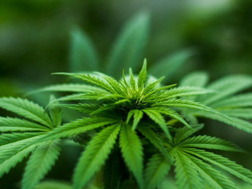 Strategija protiv zloupotrebe droga u KS: Aktivnosti na izradi jedinstvene baze podataka