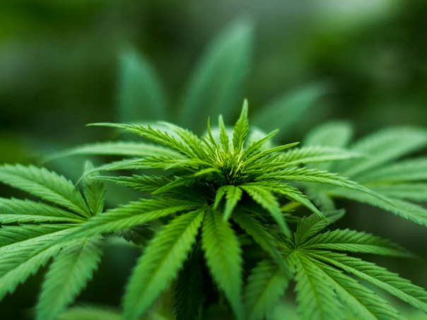 Strategija protiv zloupotrebe droga u KS: Aktivnosti na izradi jedinstvene baze podataka