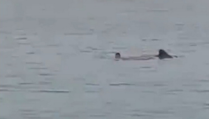Strava na plaži u poznatom ljetovalištu: Morski pas raskomadao čovjeka