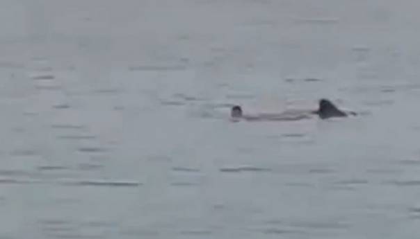 Strava na plaži u poznatom ljetovalištu: Morski pas raskomadao čovjeka