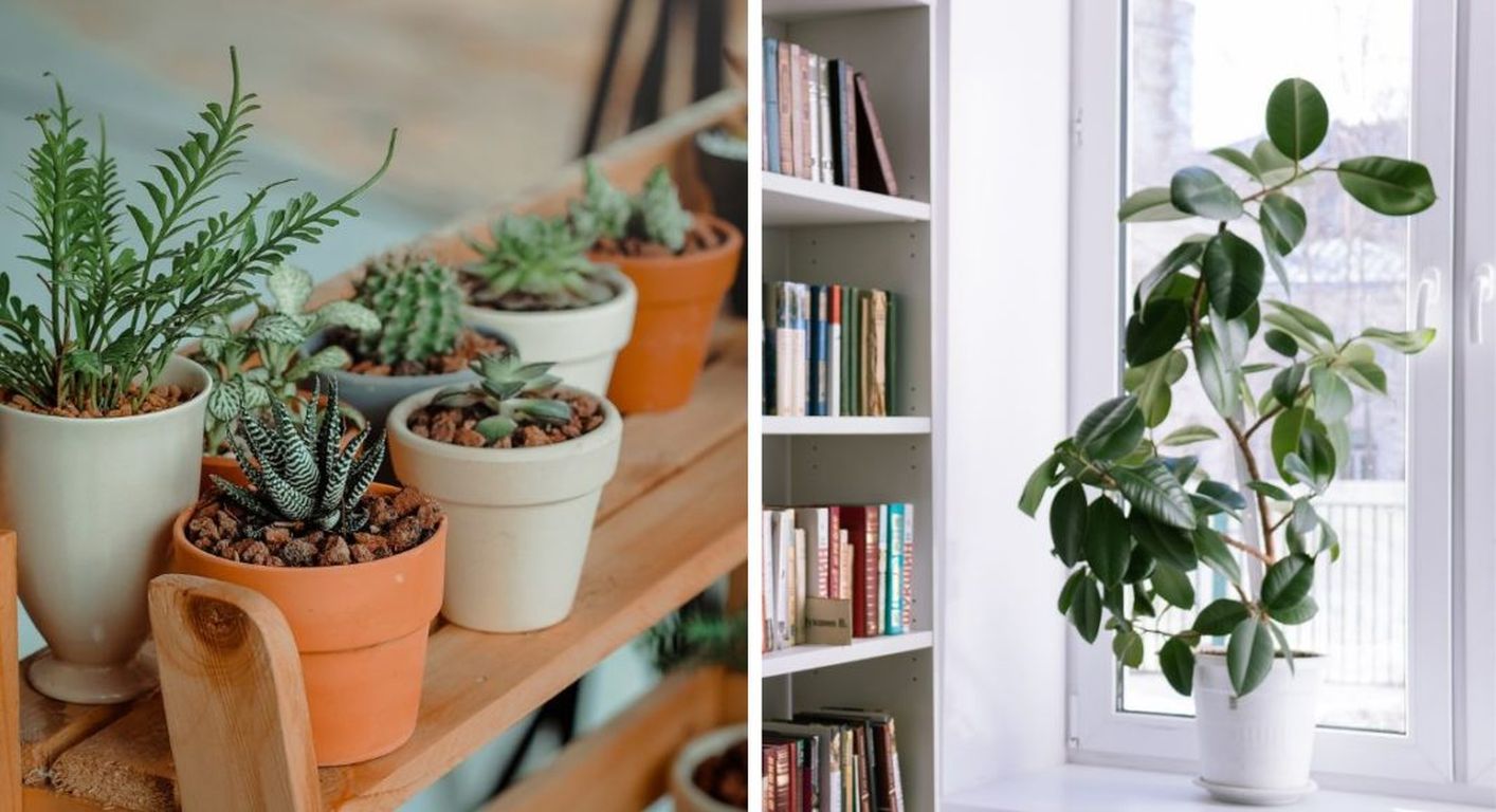 Stručni savjeti: Kako spasiti sobne biljke od suhog zraka i grijanja