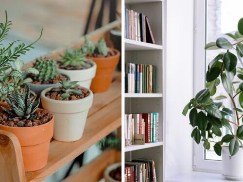 Stručni savjeti: Kako spasiti sobne biljke od suhog zraka i grijanja