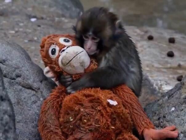 Stručnjaci objasnili zašto je majka napustila Puncha